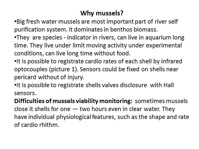 Why mussels? Big fresh water mussels are most important part of river self purification